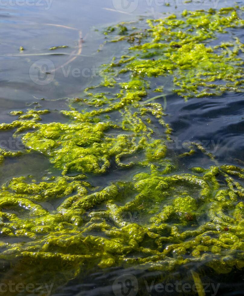 Freshwater green algae near the shore of a backwater float on the surface of the water, the Danube River photo