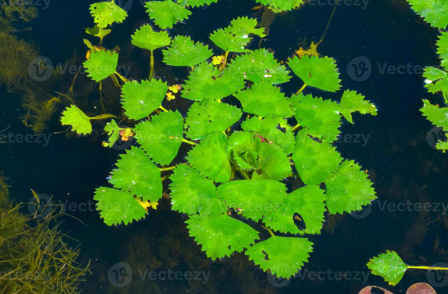 Water caltrop Trapa natans, floating aquatic plant with edible nuts photo