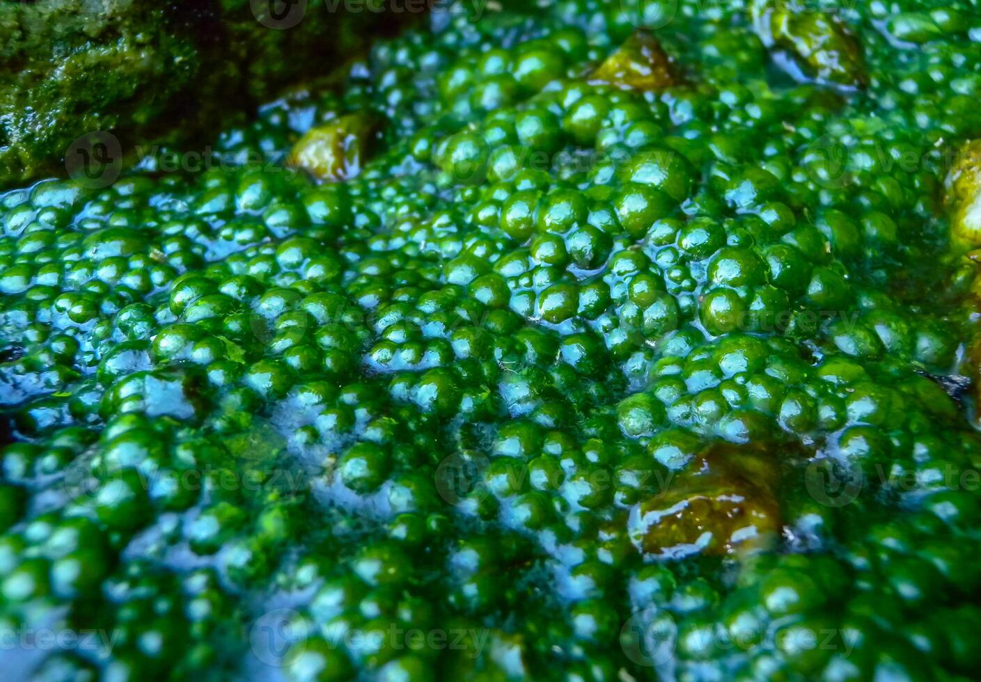 Bubbling freshwater green filamentous algae in rainwater running down rocks on Snake Island photo