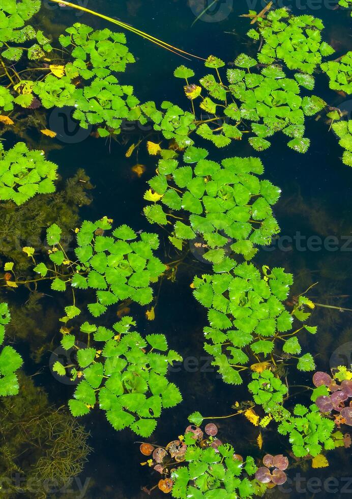 Water caltrop Trapa natans, floating aquatic plant with edible nuts photo