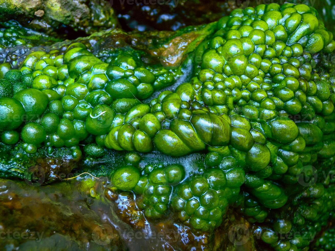 Bubbling freshwater green filamentous algae in rainwater running down rocks on Snake Island photo