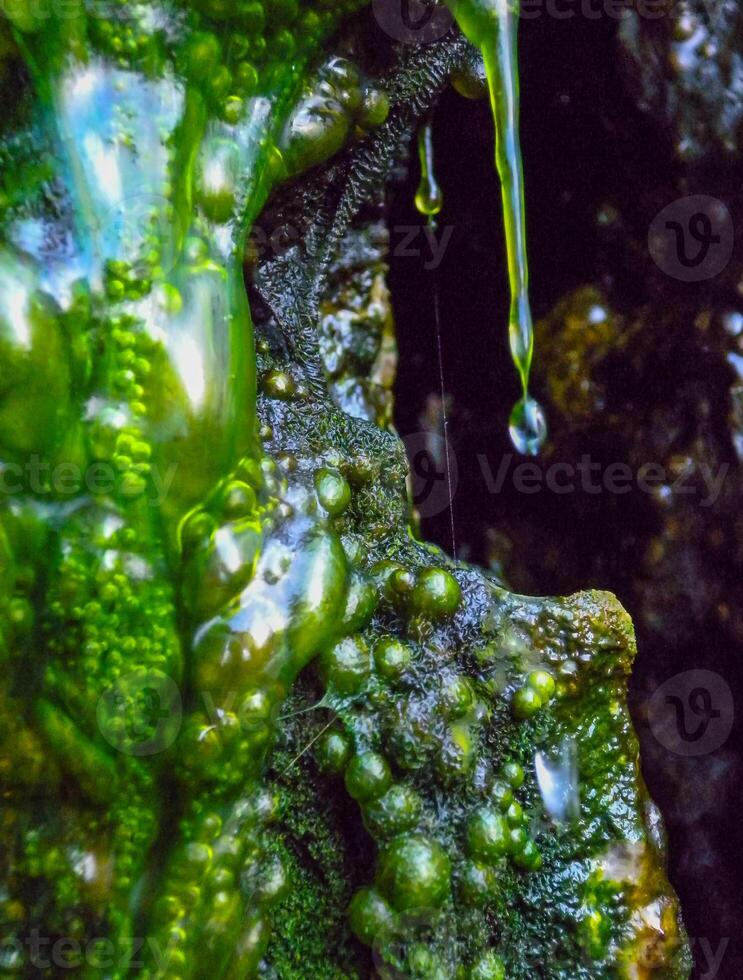 Bubbling freshwater green filamentous algae in rainwater running down rocks on Snake Island photo