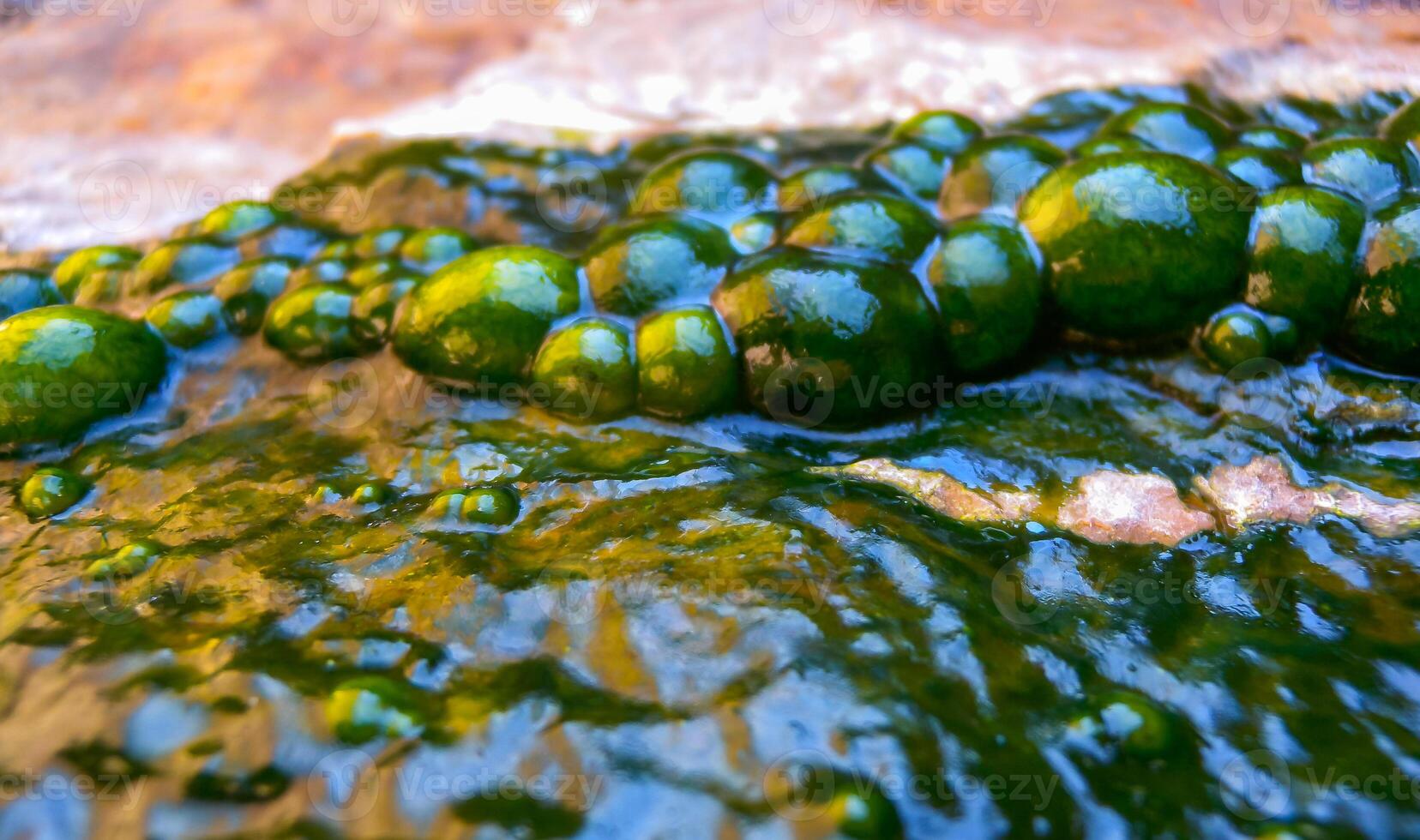 Bubbling freshwater green filamentous algae in rainwater running down rocks on Snake Island photo