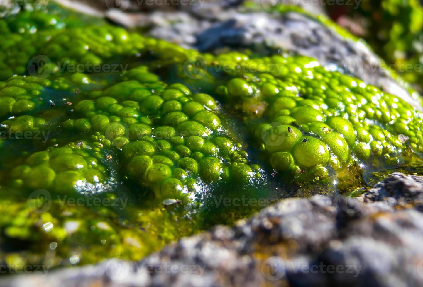 Bubbling freshwater green filamentous algae in rainwater running down rocks on Snake Island photo