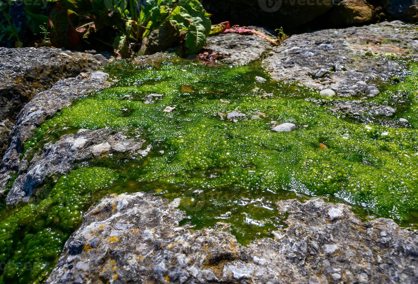 Bubbling freshwater green filamentous algae in rainwater running down rocks on Snake Island photo