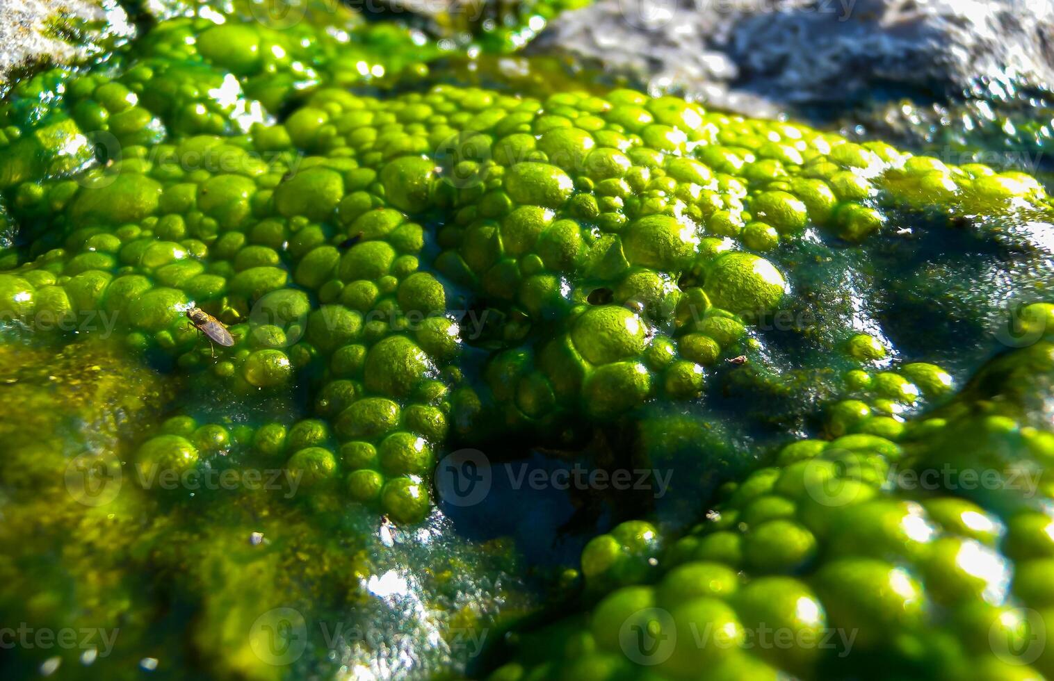 Bubbling freshwater green filamentous algae in rainwater running down rocks on Snake Island photo