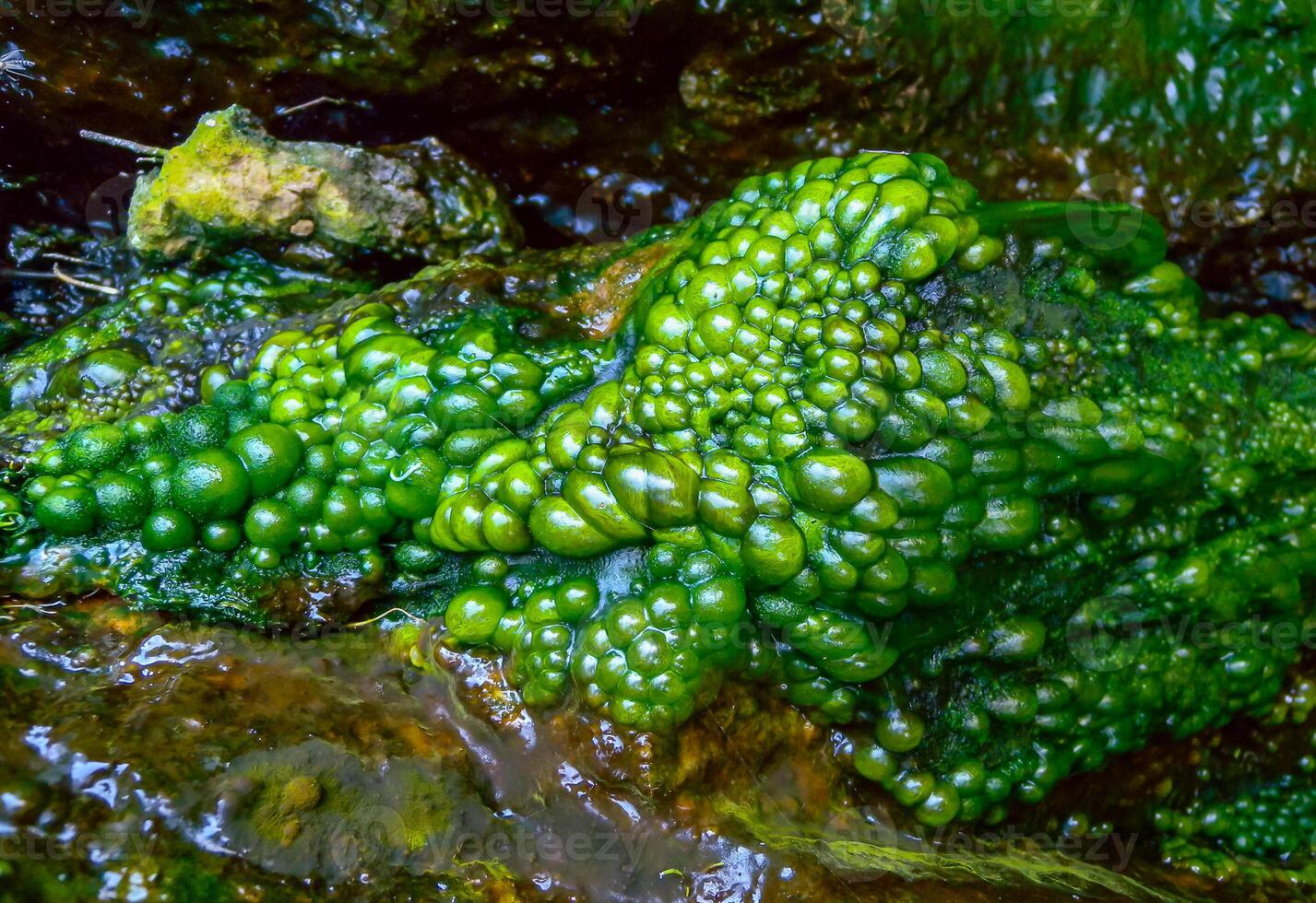 Bubbling freshwater green filamentous algae in rainwater running down rocks on Snake Island photo
