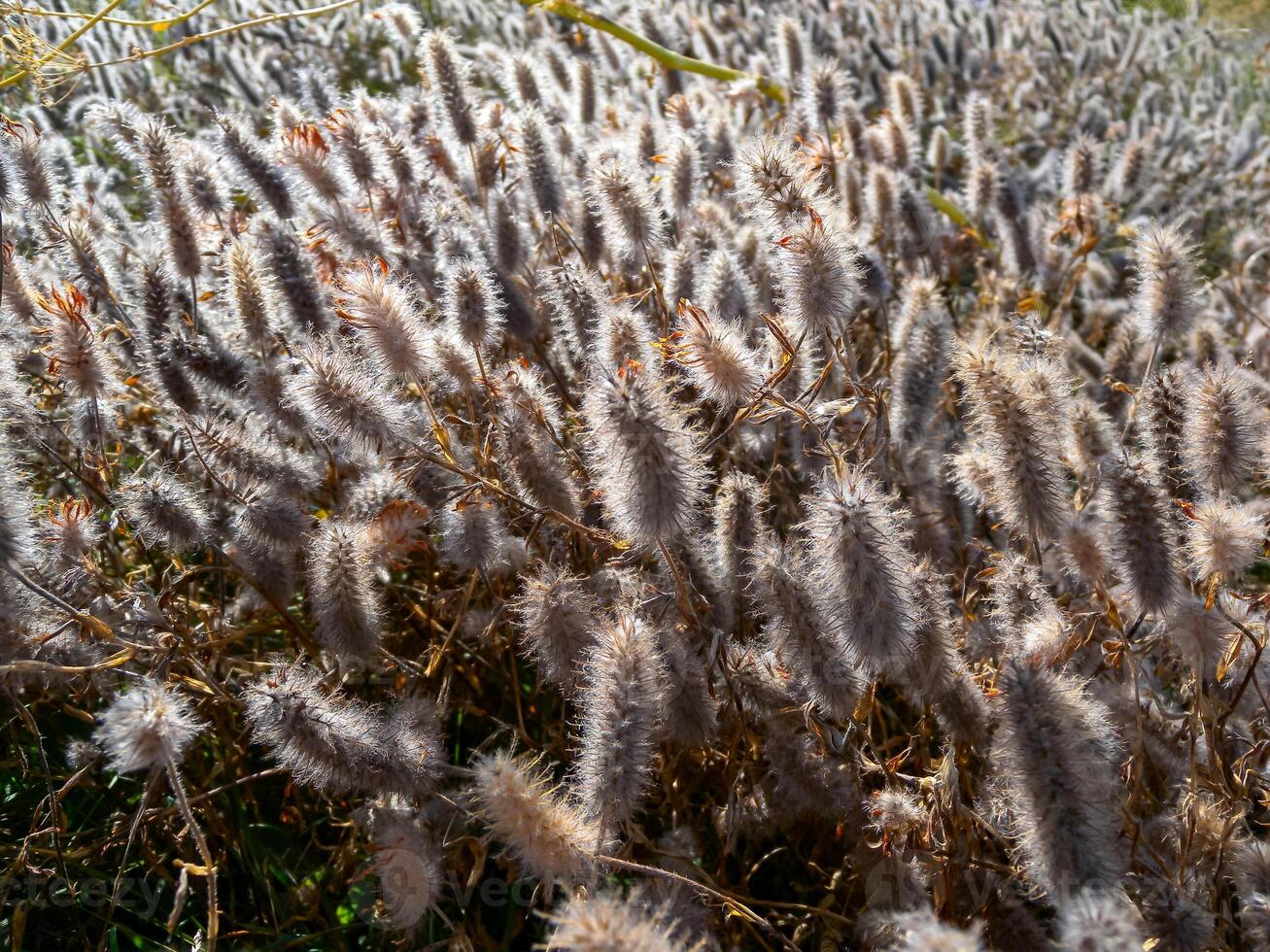Trifolium arvense - commonly known as the hare's-foot clover, rabbitfoot clover photo