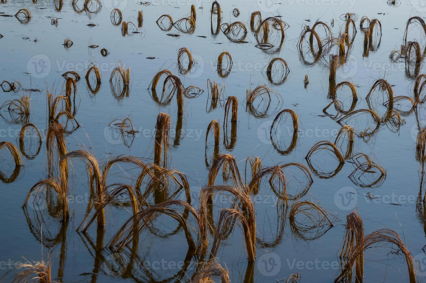 Rotten remains of corn stalks on a flooded field in the evening at sunset photo