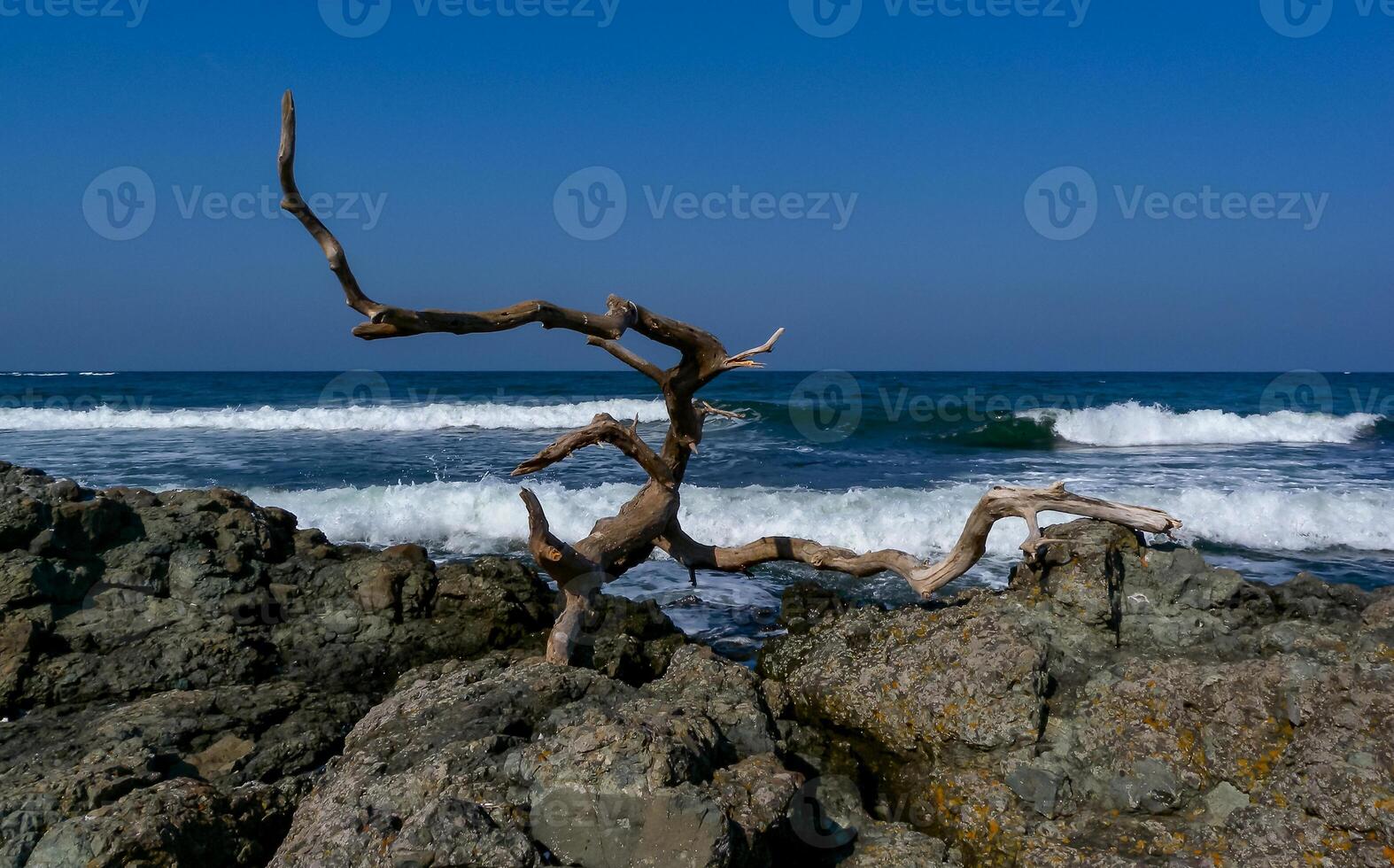 Seascape, dry tree on stones on the Black Sea coast, Bulgaria photo