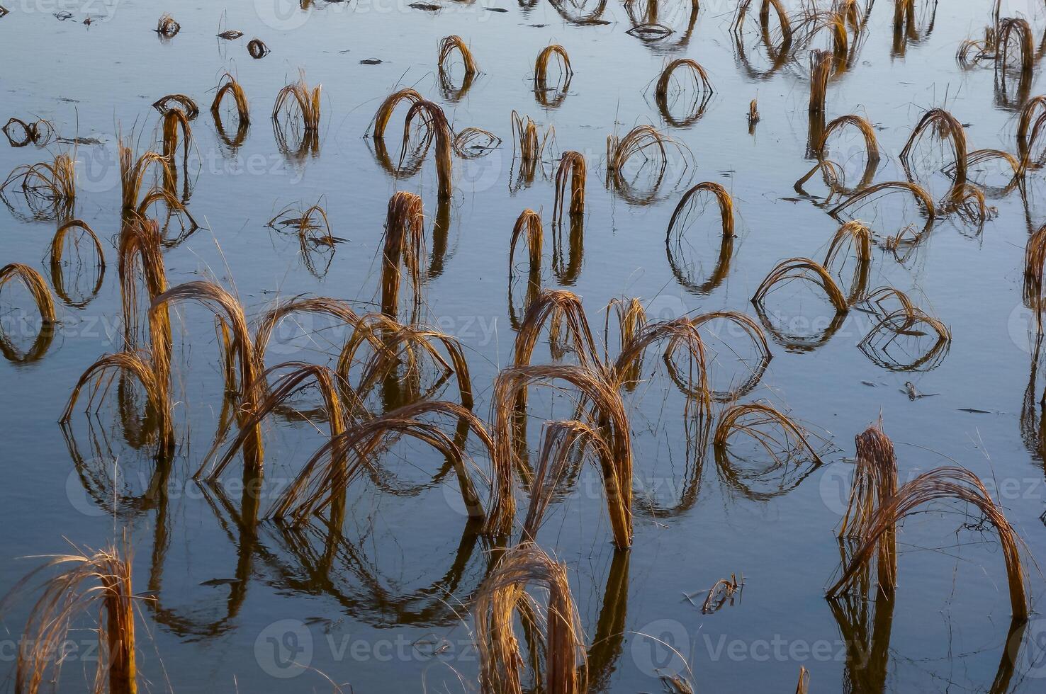 Rotten remains of corn stalks on a flooded field in the evening at sunset photo