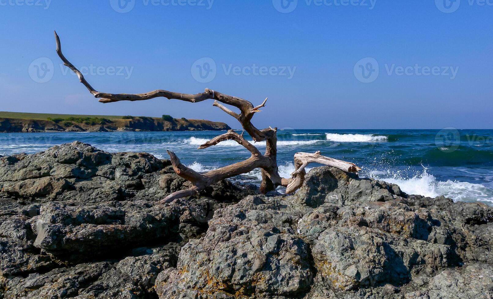 Seascape, dry tree on stones on the Black Sea coast, Bulgaria photo
