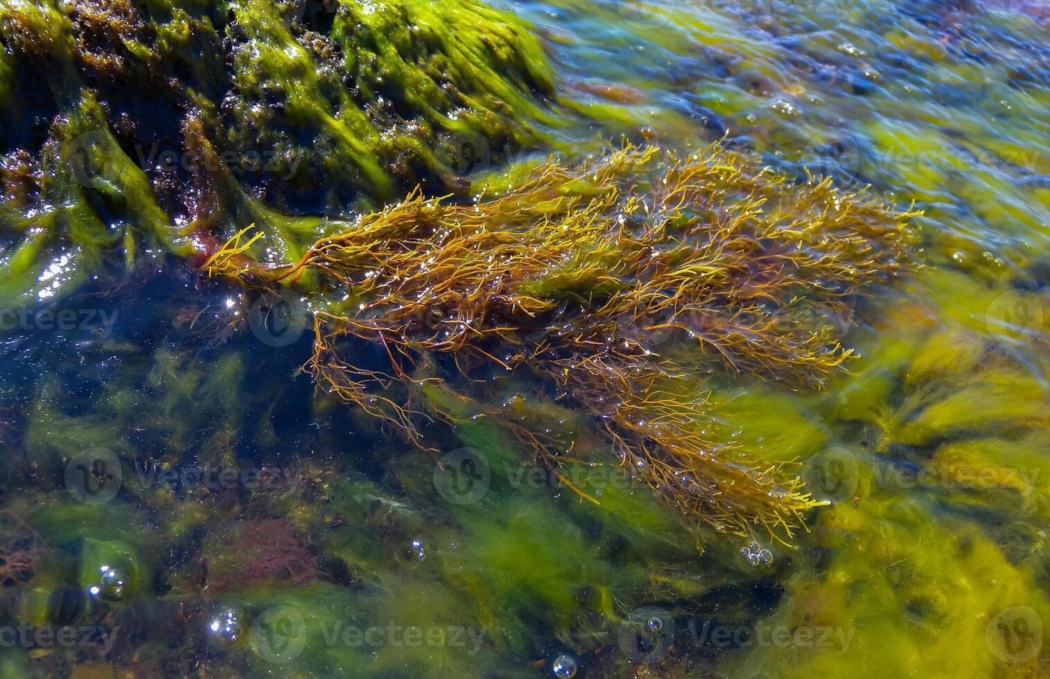 Brown algae macrophytes Cystoseira barbata and other green and red algae at the bottom of the Tiligul estuary, Black Sea photo