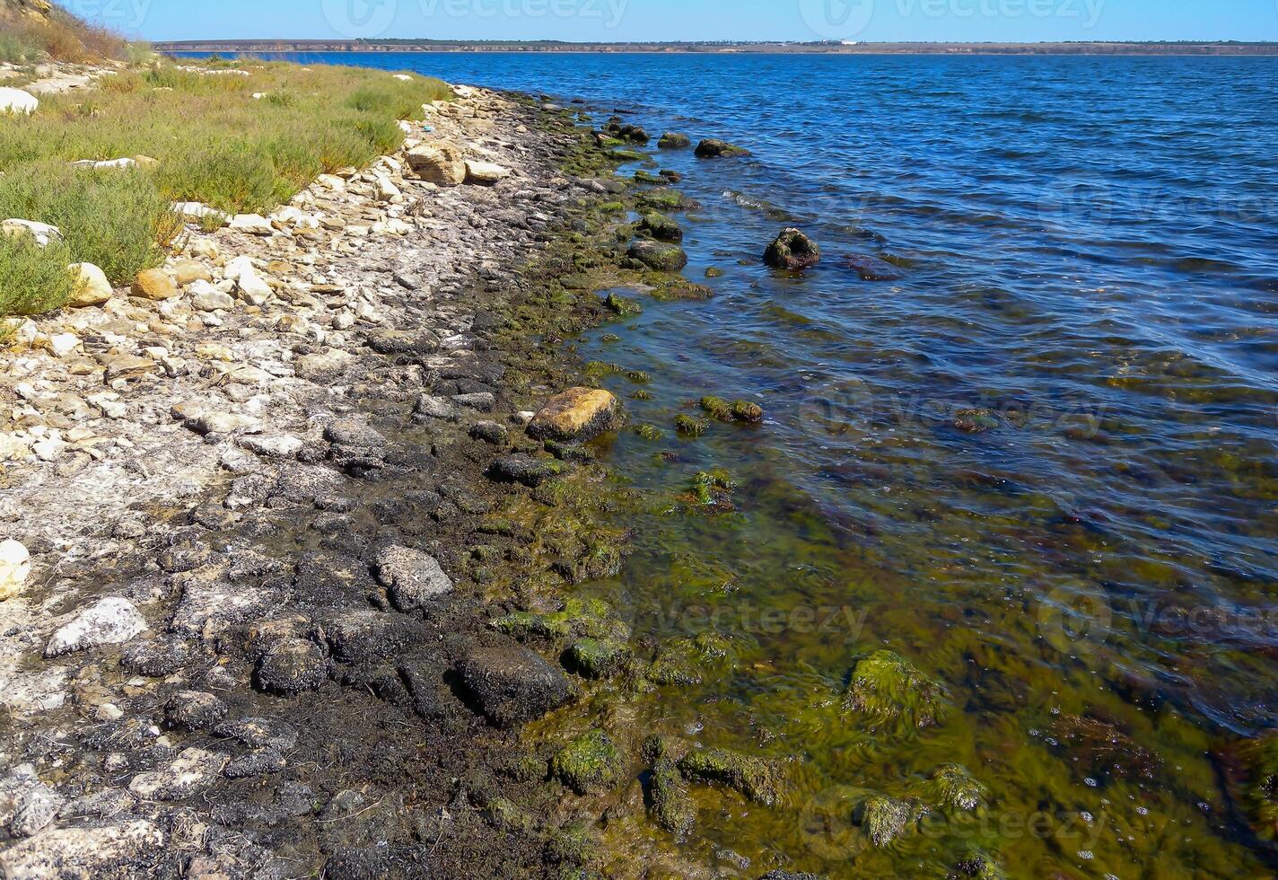 Algae on rocks at low tide on the bank of the Tiligul estuary, Ukraine photo