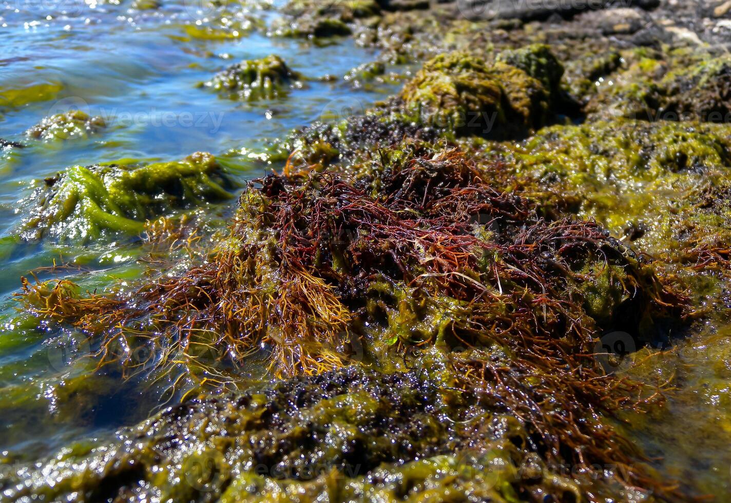 Brown algae macrophytes Cystoseira barbata and other green and red algae at the bottom of the Tiligul estuary, Black Sea photo