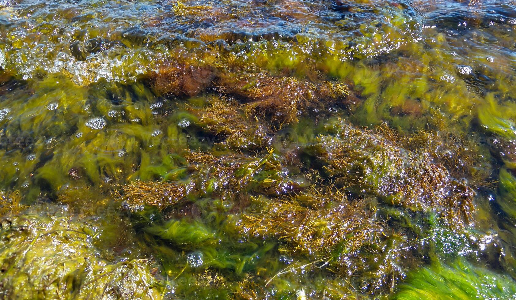 Brown algae macrophytes Cystoseira barbata and other green and red algae at the bottom of the Tiligul estuary, Black Sea photo
