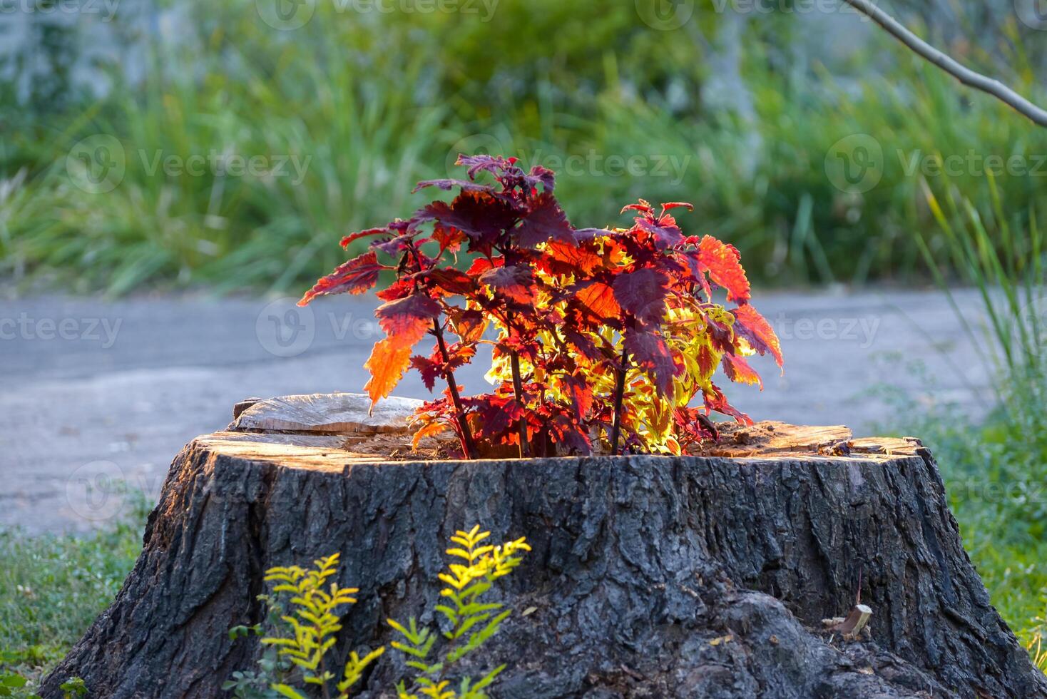 Coleus plant with red leaves grows in a large stump of a sawn tree, Ukraine photo