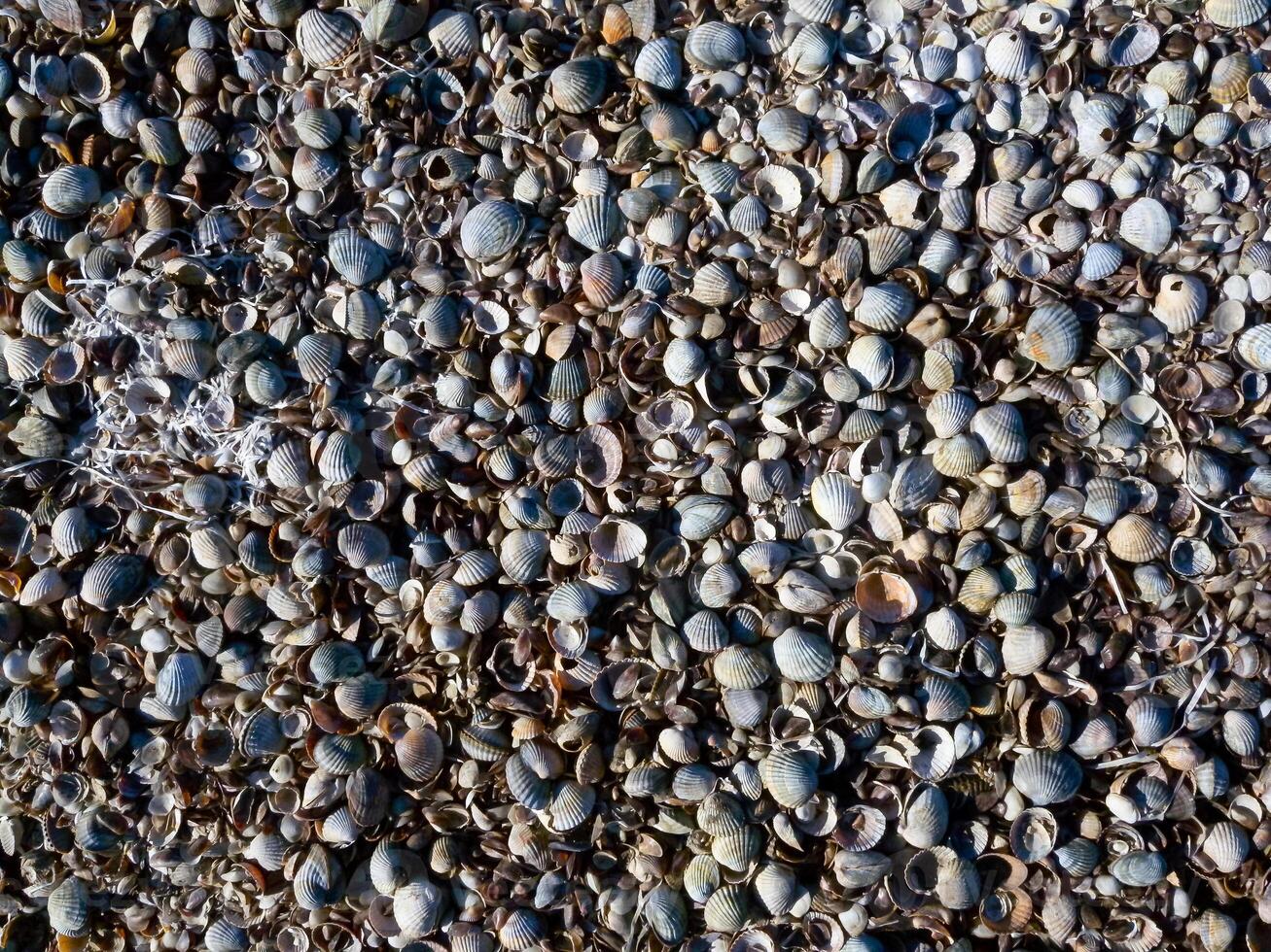 Dry bottom of a reservoir covered with a layer of shells of bivalve mollusks Cerastoderma and Mytilus photo