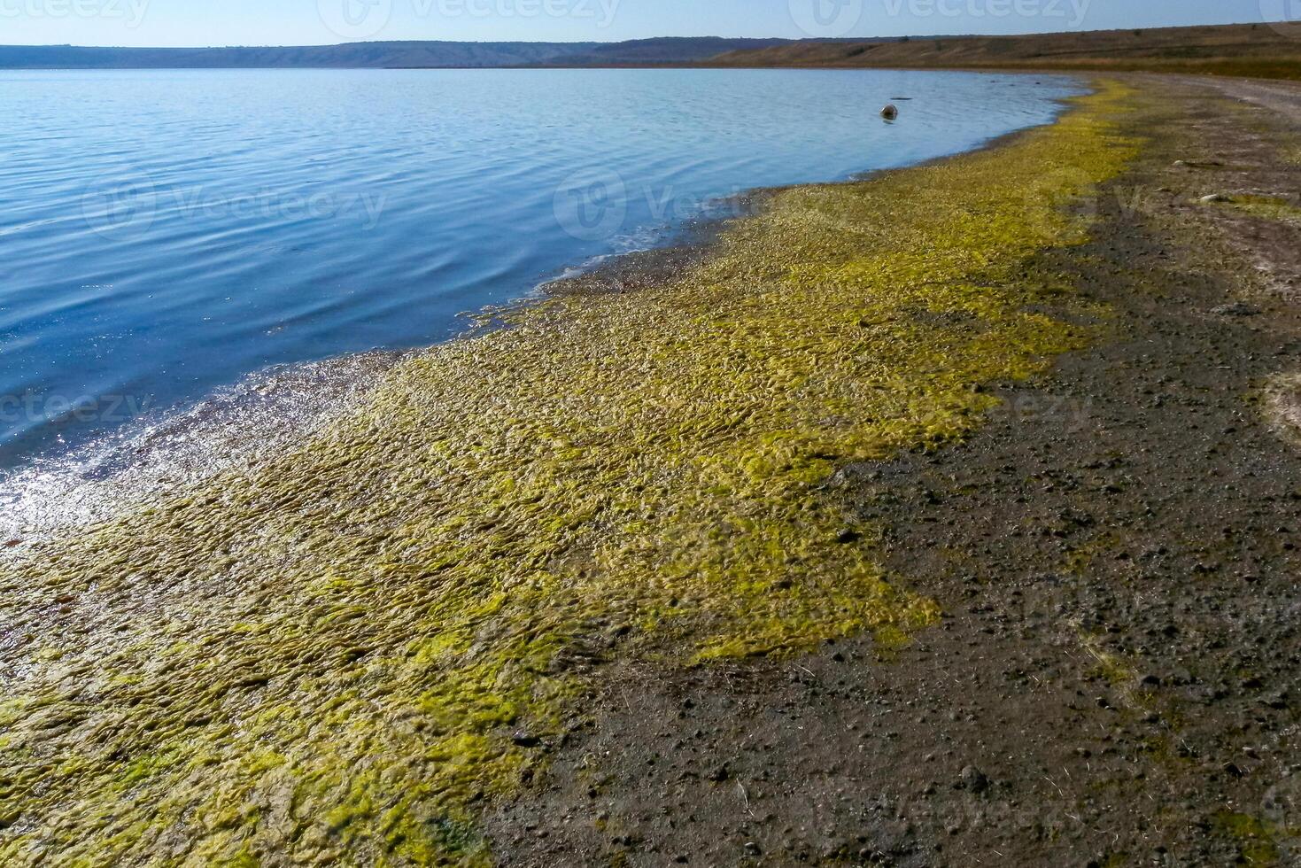 Drying shallow pond and green algae rotting on the shore, Tiligul estuary photo