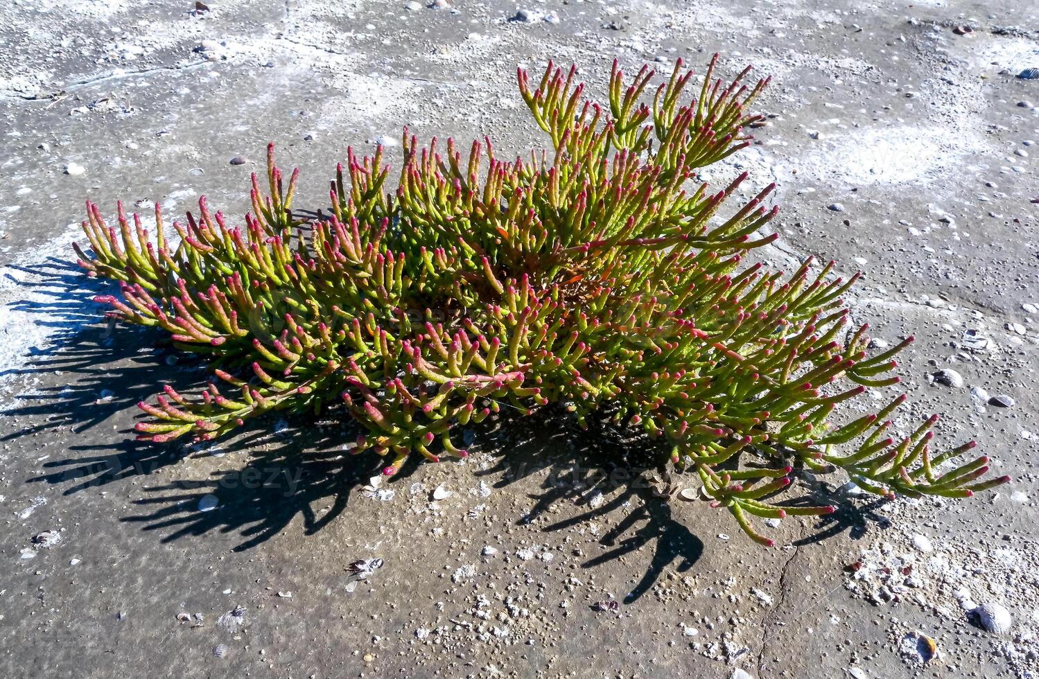 Dry bottom of a reservoir covered with a layer of dried silt with salt-tolerant plants photo