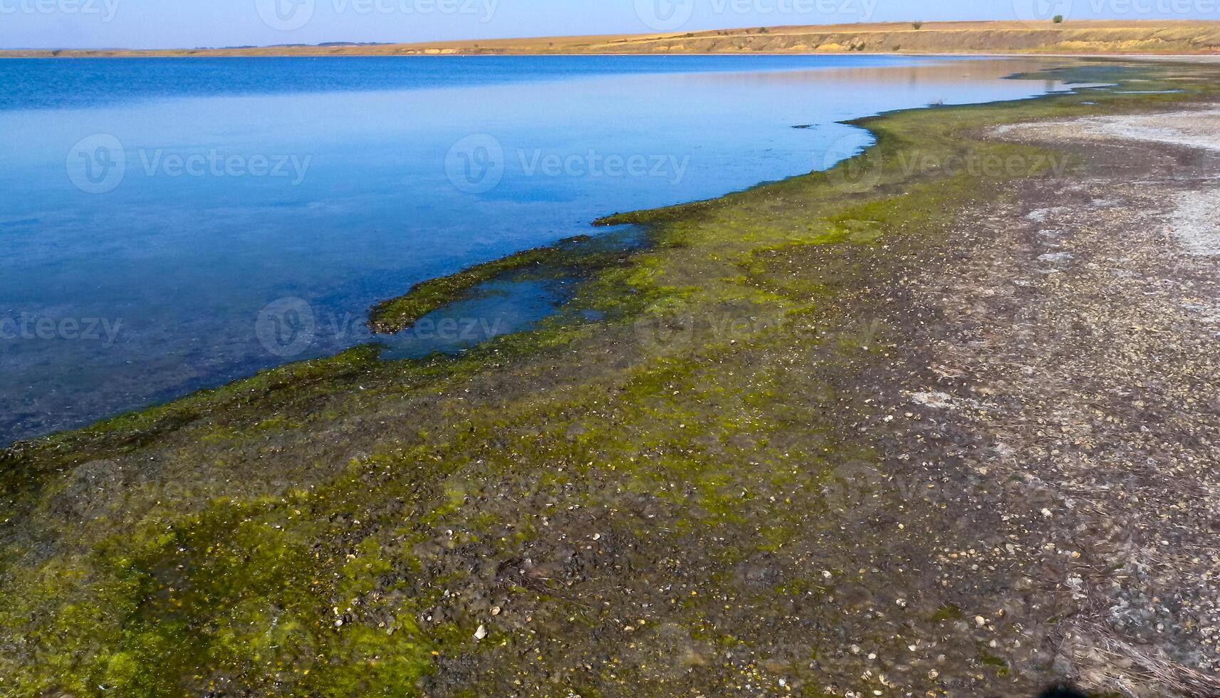 Drying shallow pond and green algae rotting on the shore, Tiligul estuary photo