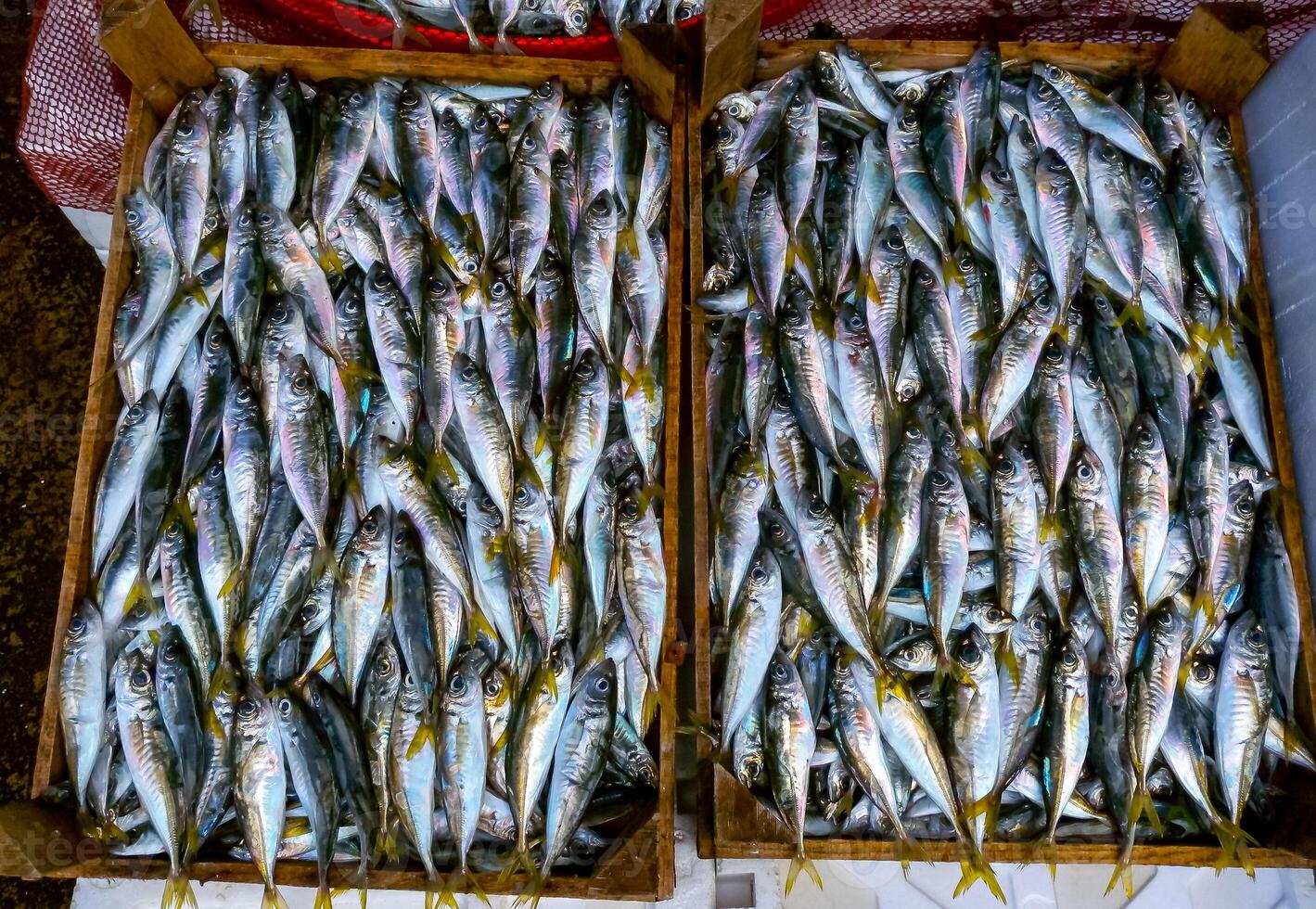 Sale of fish from the Black and Mediterranean Sea at the fish market in Trabzon photo