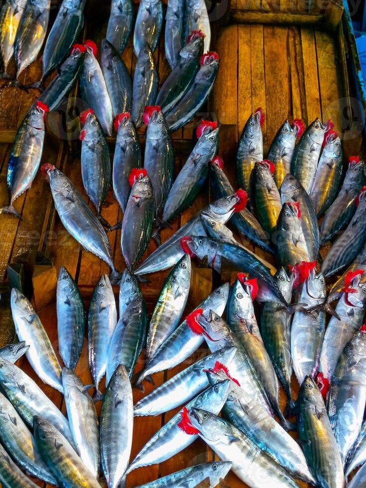 Sale of fish from the Black and Mediterranean Sea at the fish market in Trabzon photo