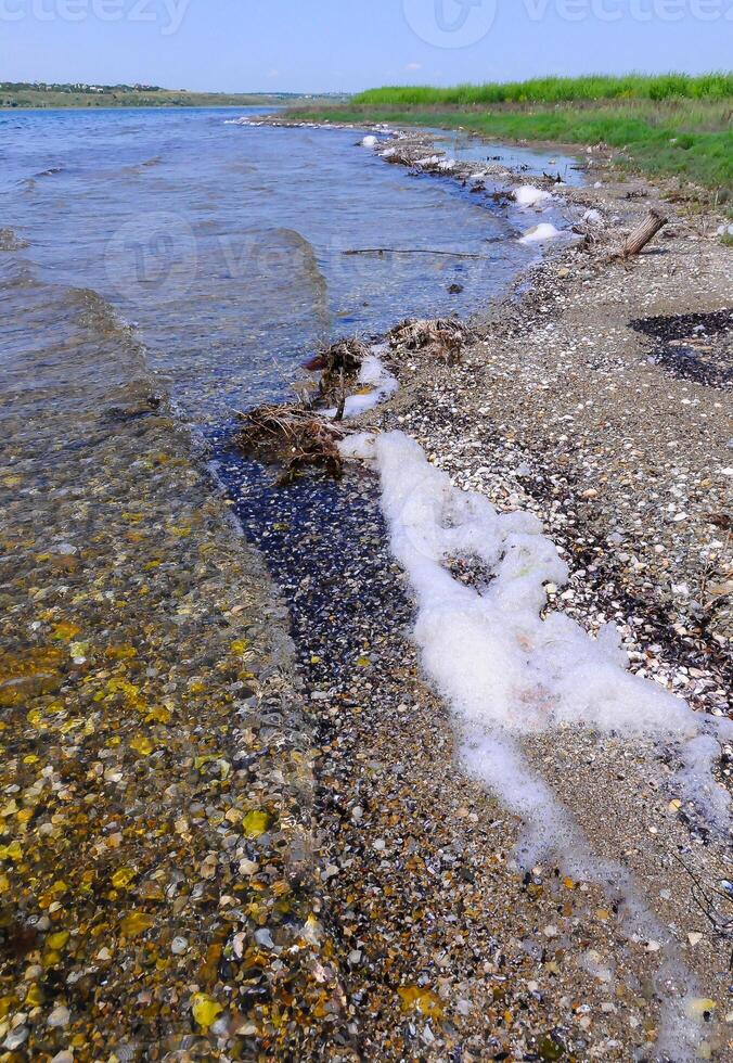 Shells of bivalve mollusks were thrown by a storm on the shore of the Tiligul estuary photo