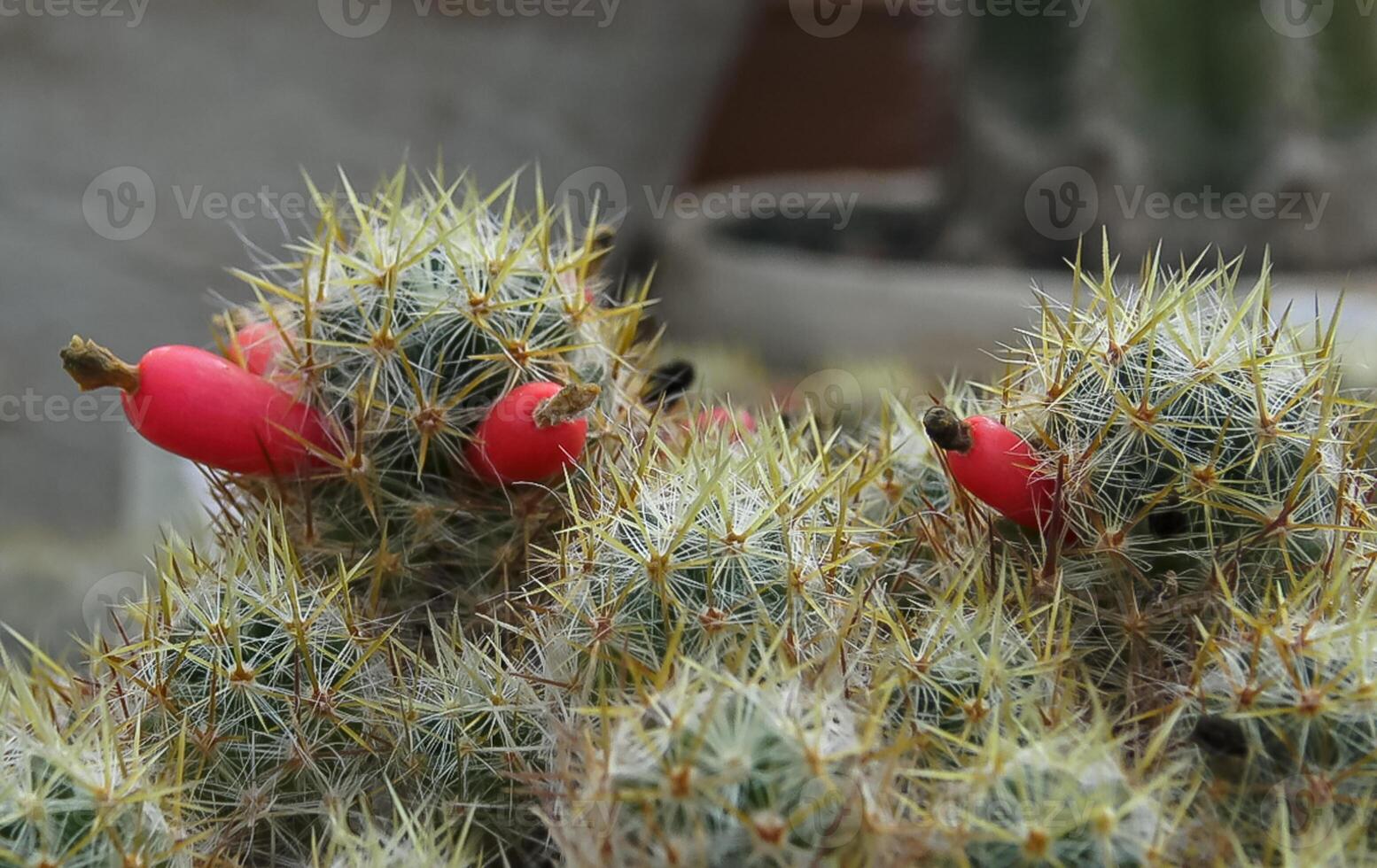 Red fruits with seeds on cactus Mamillaria prolifera photo