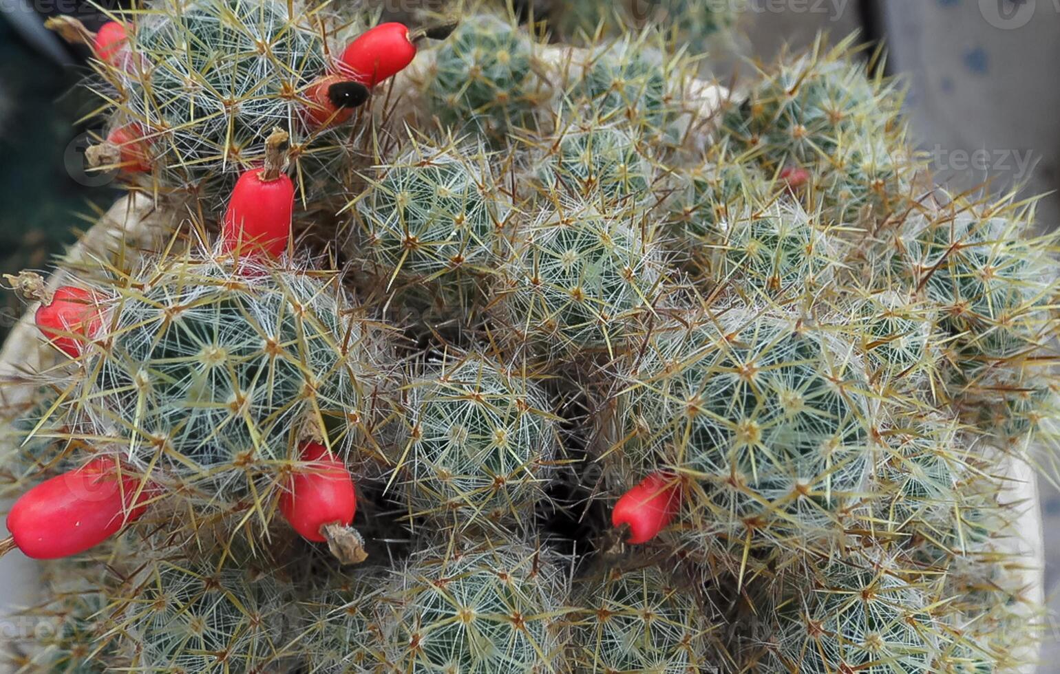 Red fruits with seeds on cactus Mamillaria prolifera photo