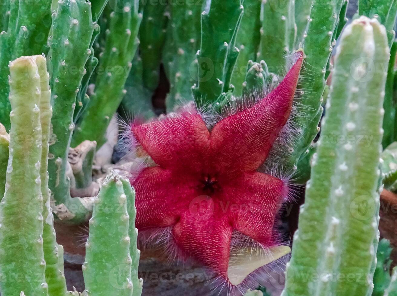 Zulu giant, carrion plant and toad plant Stapelia gigantea, blooms with a large smelly red flower photo