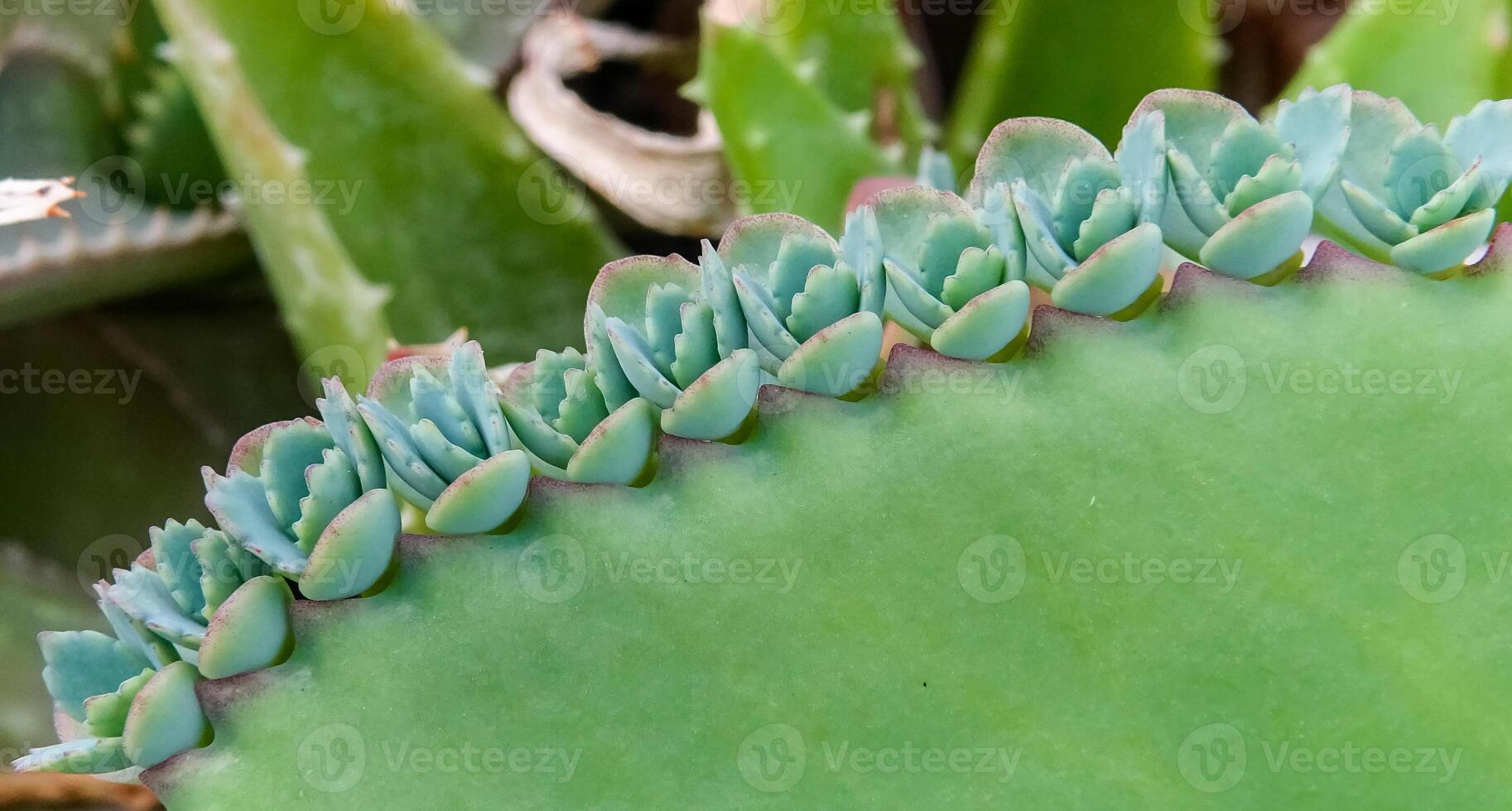 Leaf of the succulent plant Kalanchoe with small growths on the edge of the leaf in the collection, close-up photo