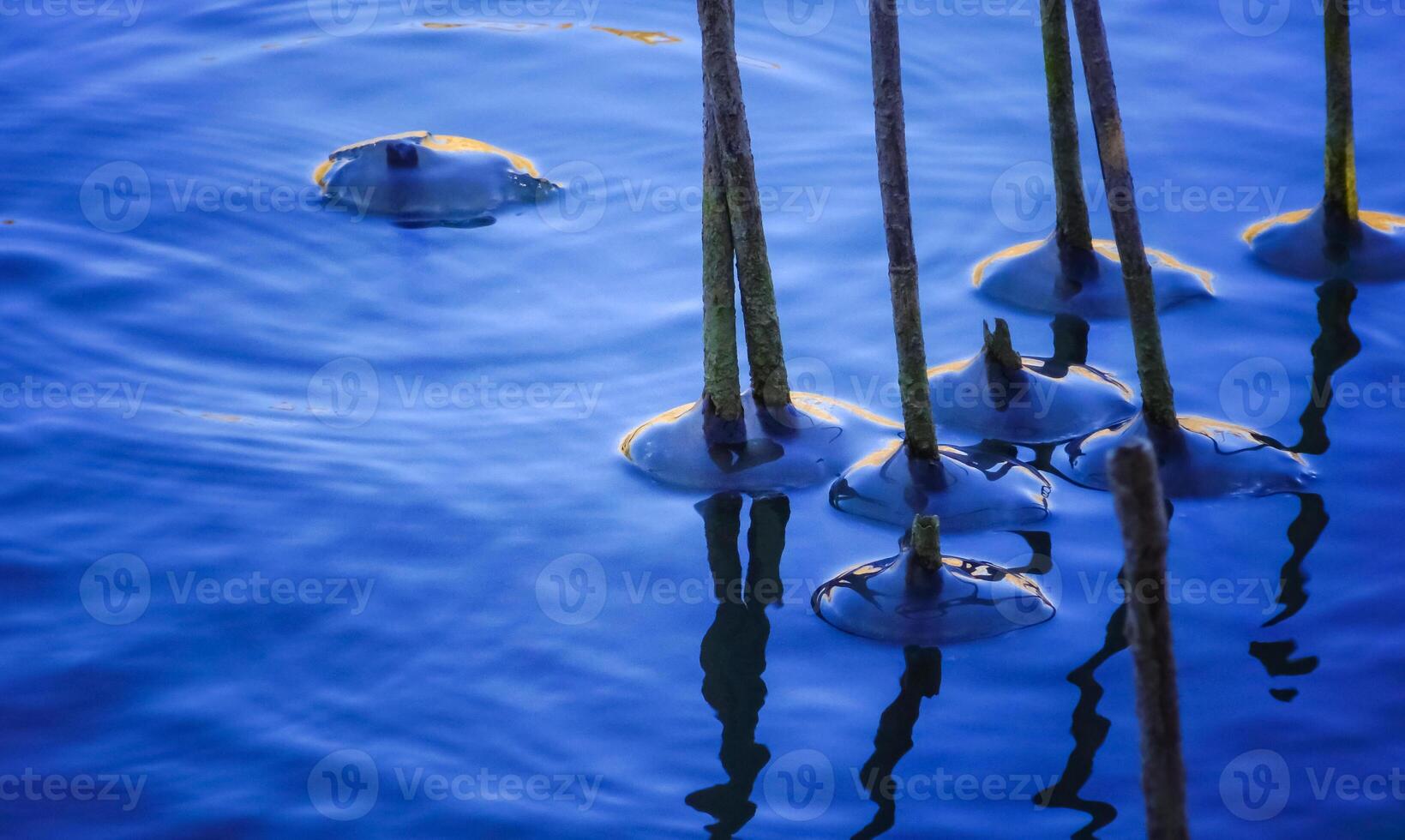Winter landscape, Frozen water in winter, ice around dry reeds in the lake photo