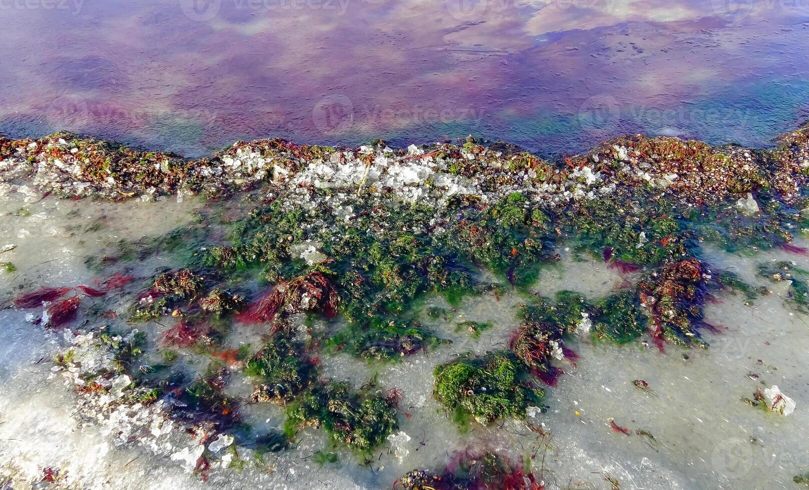 Red and green algae under the ice. Shore of the frozen Tiligul estuary photo