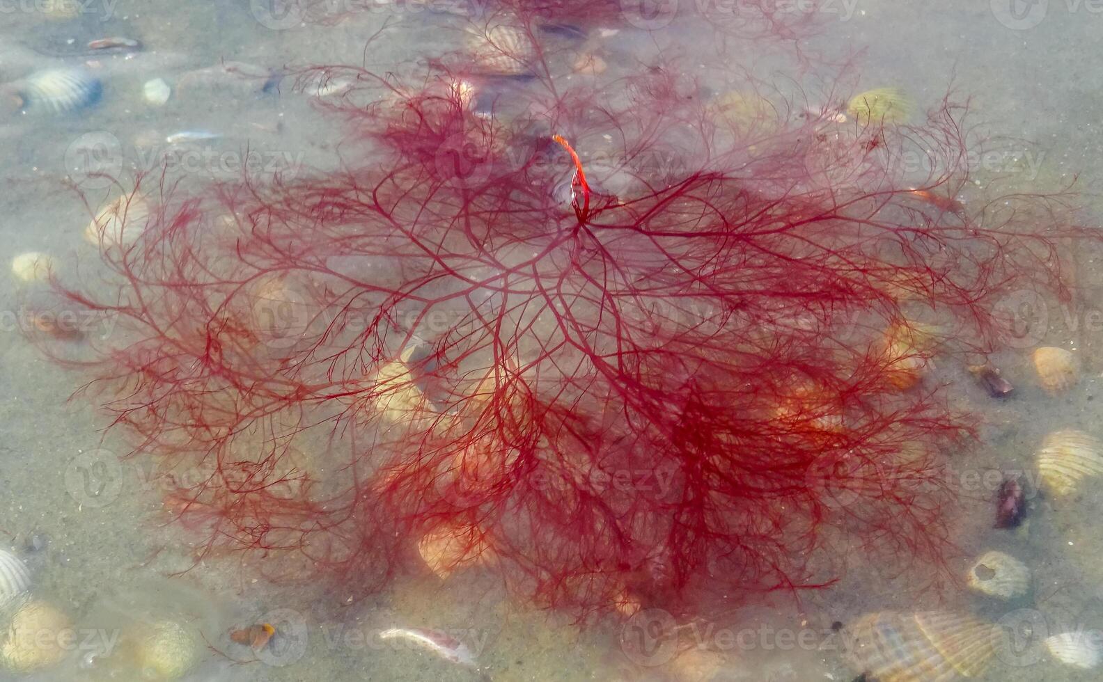 Red and green algae under the ice. Shore of the frozen Tiligul estuary photo