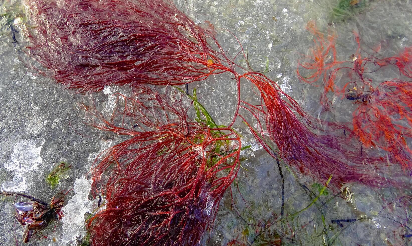Red and green algae under the ice. Shore of the frozen Tiligul estuary photo