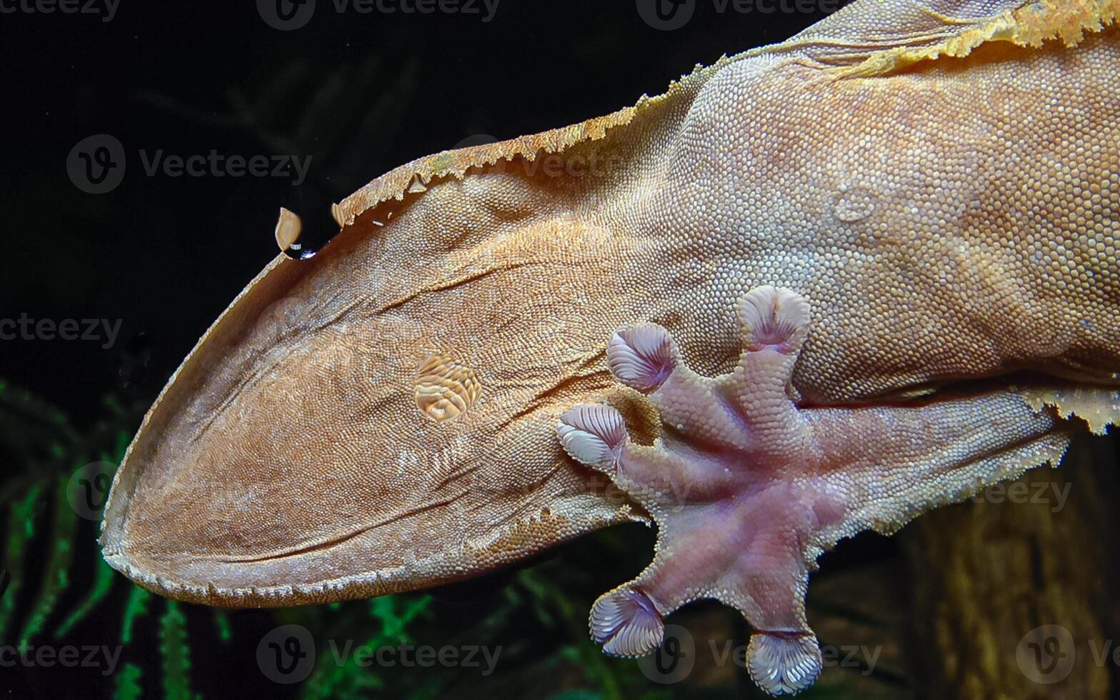 Henkel's leaf-tailed gecko Uroplatus henkeli photo