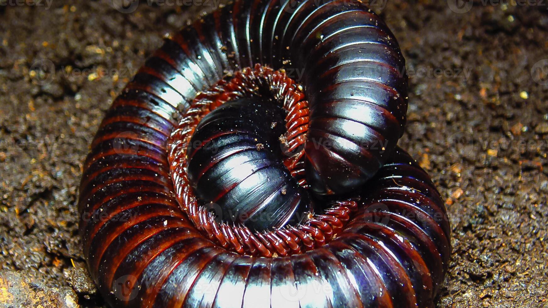 The giant African millipede Archispirostreptus gigas, is one of the largest millipedes photo