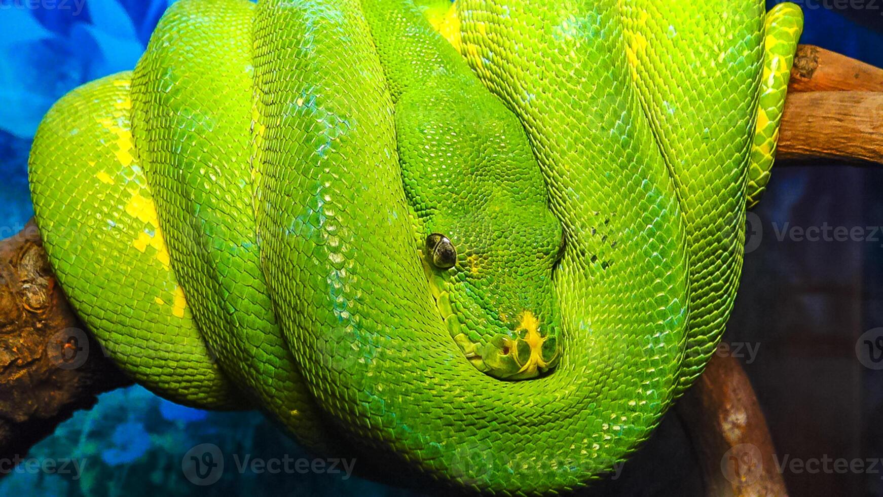 Morelia viridis, commonly known as the green tree python photo