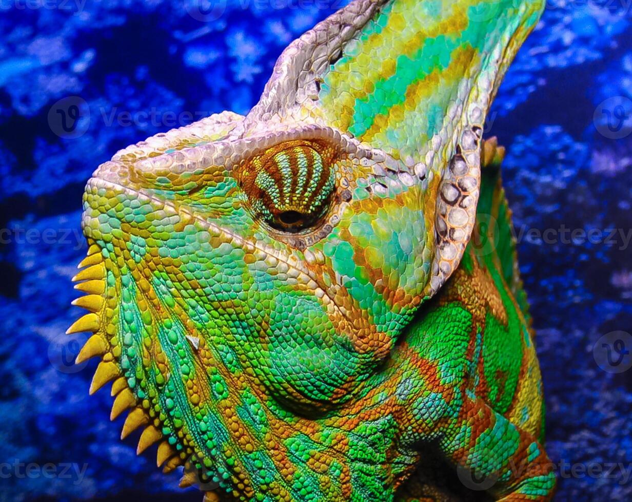 The veiled chameleon Chamaeleo calyptratus photo