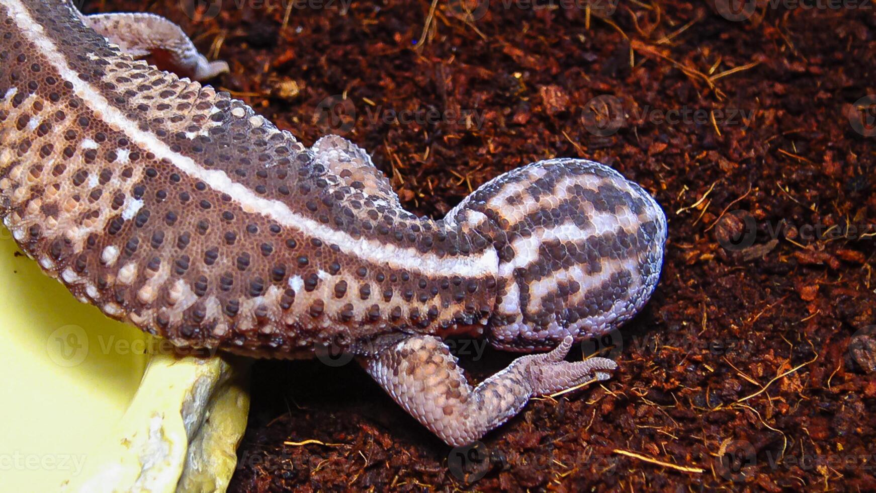African Fat-tailed Gecko Hemitheconyx caudicinctus, A gecko sits on a tree branch photo