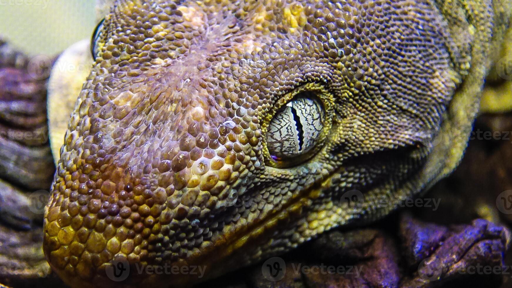 African Fat-tailed Gecko Hemitheconyx caudicinctus, A gecko sits on a tree branch photo