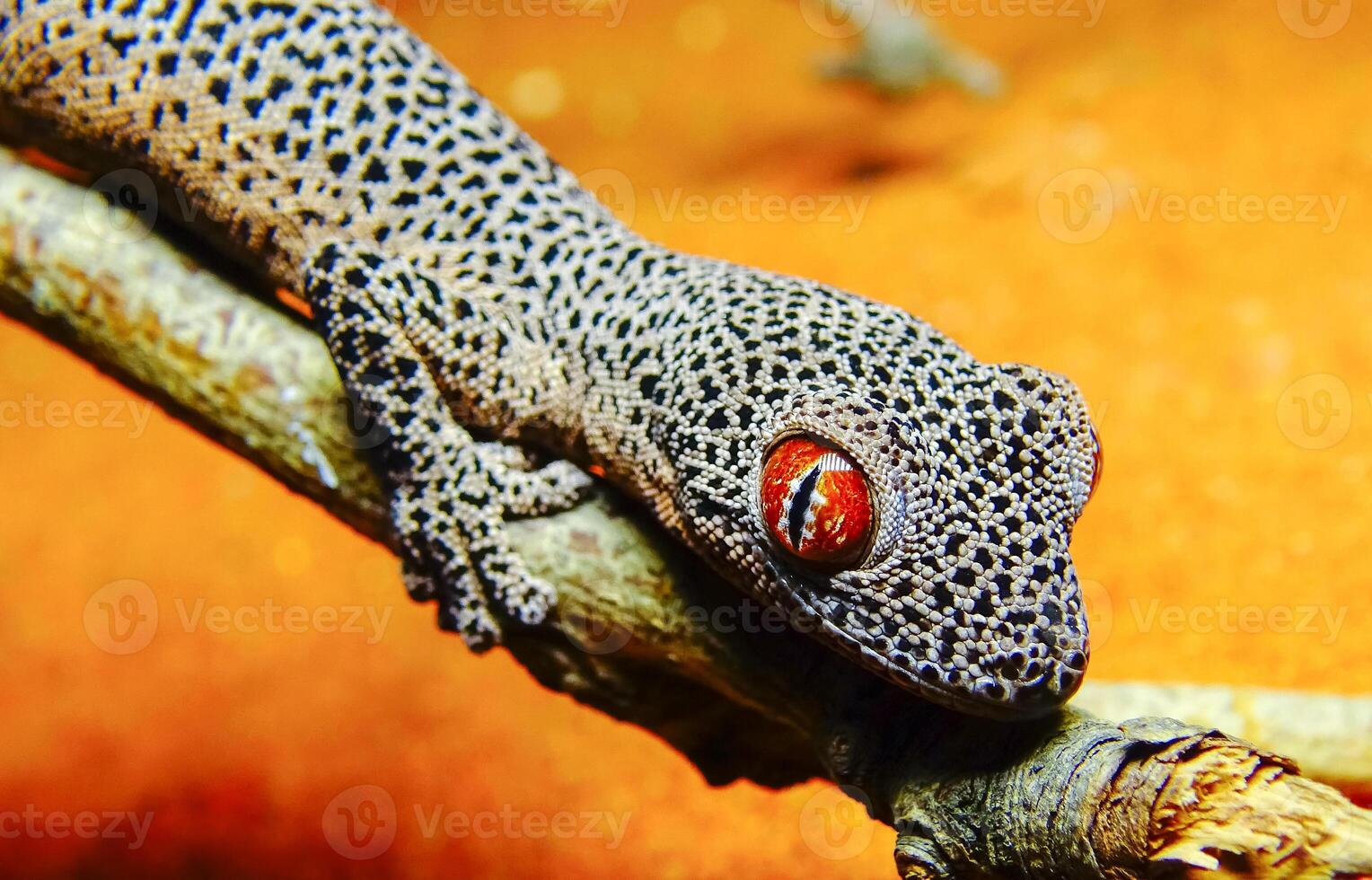 Golden-tailed gecko Strophurus taenicauda photo