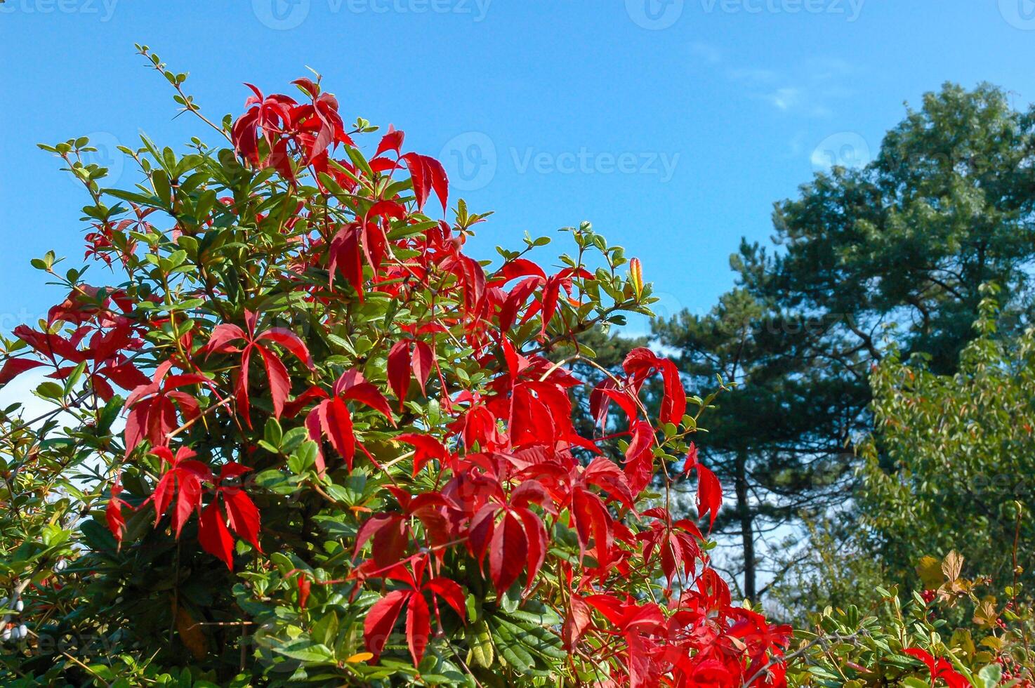 Large bush of wild grapes with red leaves in a botanical garden, Odessa photo