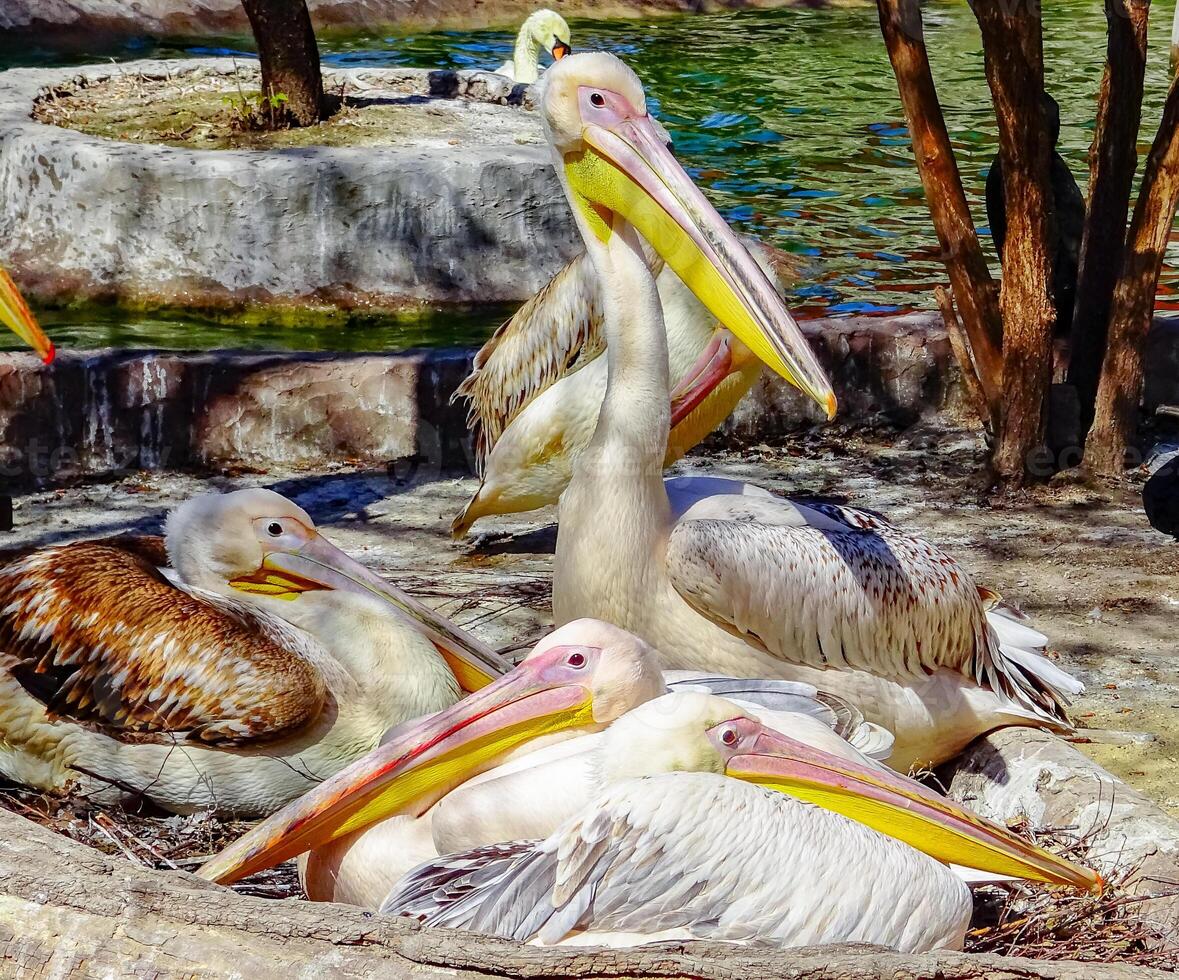 The great white pelican Pelecanus onocrotalus, close-up of a bird in a zoo, Ukraine photo