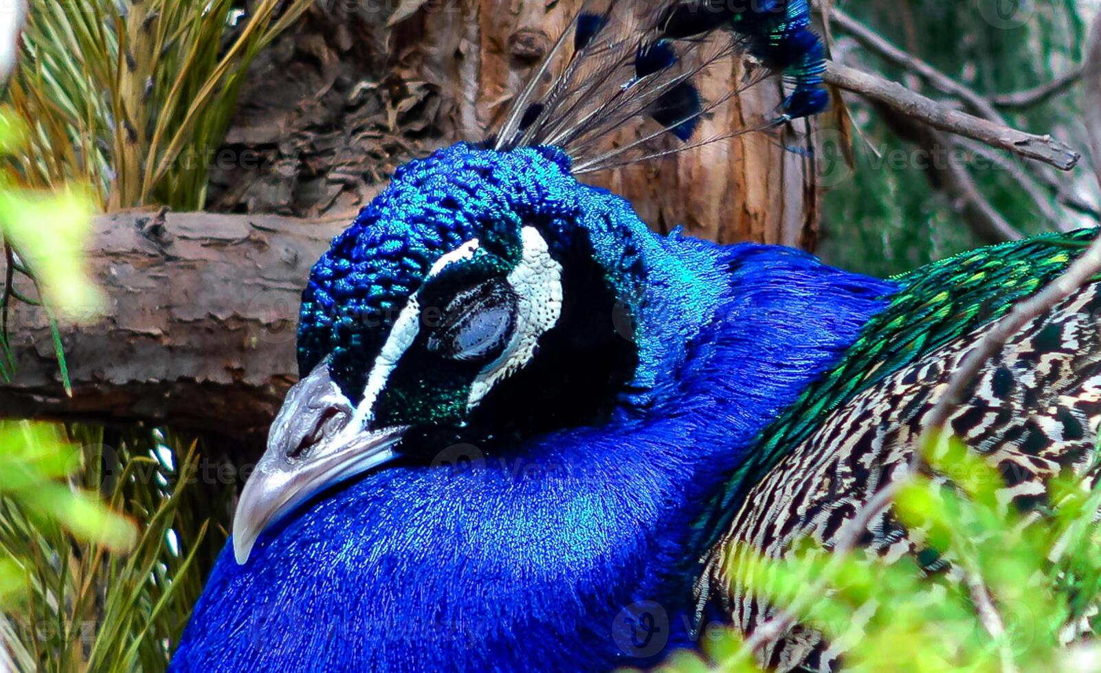 The Indian peafowl or blue peafowl Pavo cristatus, the bird sleeps in the tree and closes its eyes photo