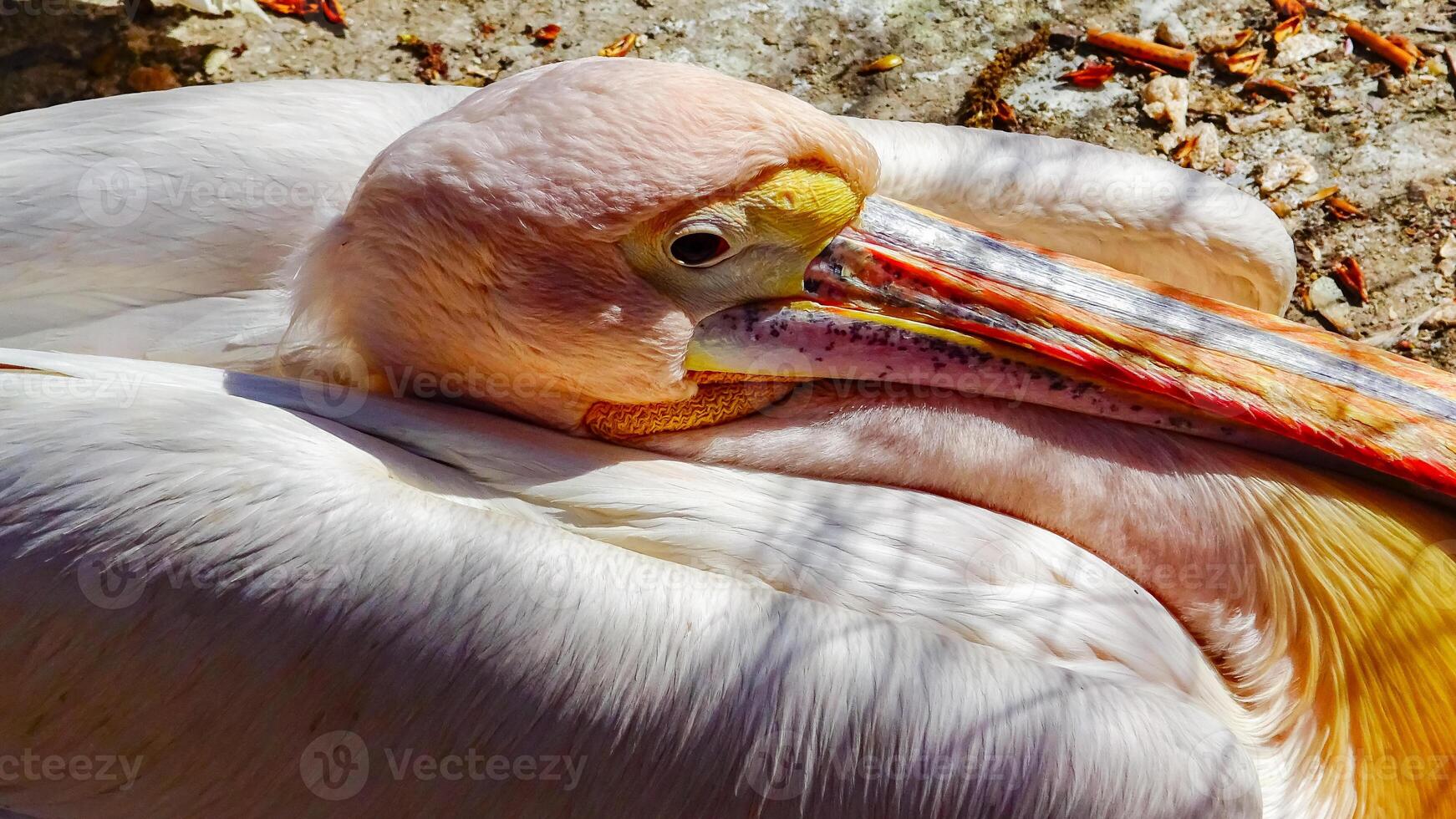 The great white pelican Pelecanus onocrotalus, bird head close-up, Ukraine photo