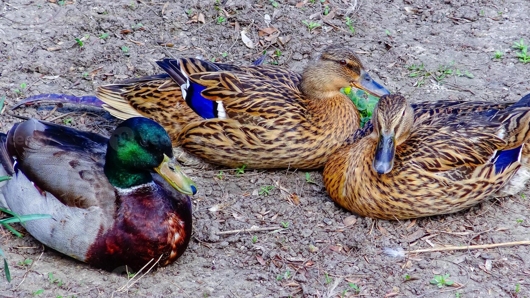The mallard or wild duck Anas platyrhynchos, close-up of resting birds, Ukraine photo