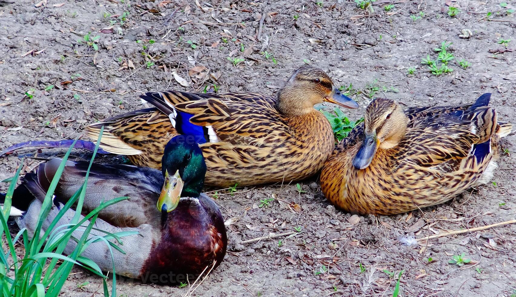 The mallard or wild duck Anas platyrhynchos, close-up of resting birds, Ukraine photo