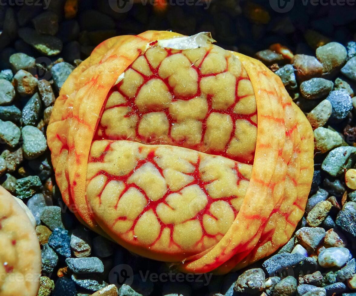 Mesembs Lithops gracilidelineata South African plant from Namibia photo